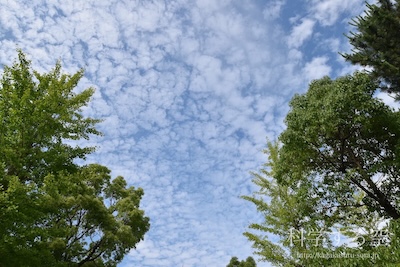 高積雲